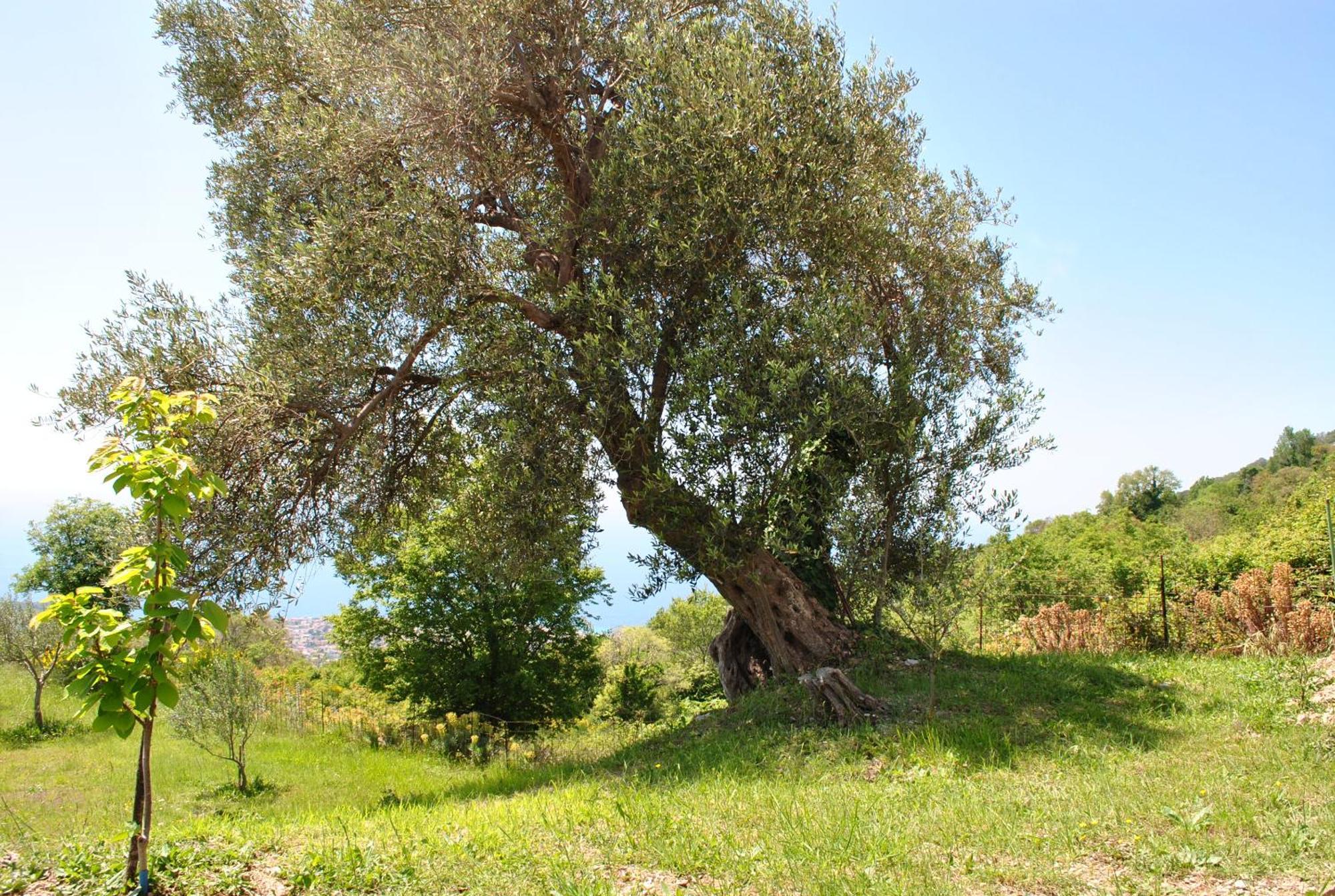 Villa Country Dolac